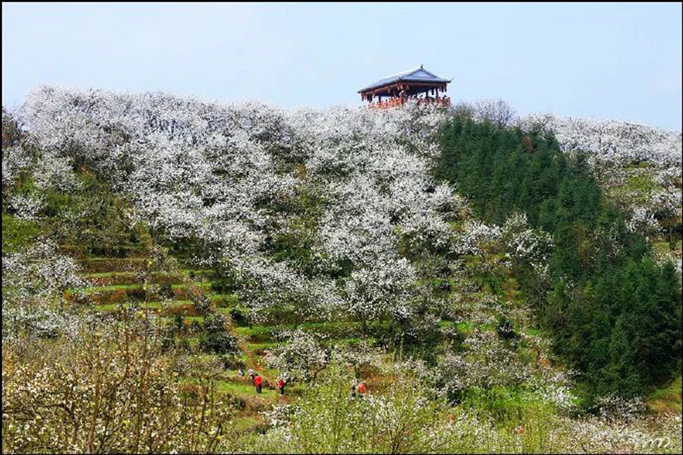 【春天,广西桂林灌阳县向您发出邀请!】我们在灌阳看梨花 - 游山玩水 - 景德镇生活社区 - 景德镇28生活网 jdz.28life.net