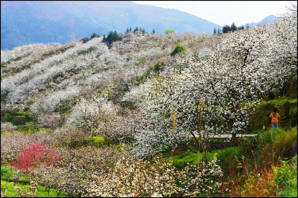 【春天,广西桂林灌阳县向您发出邀请!】我们在灌阳看梨花 - 游山玩水 - 景德镇生活社区 - 景德镇28生活网 jdz.28life.net