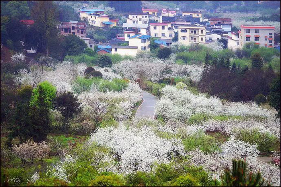 【春天,广西桂林灌阳县向您发出邀请!】我们在灌阳看梨花 - 游山玩水 - 景德镇生活社区 - 景德镇28生活网 jdz.28life.net