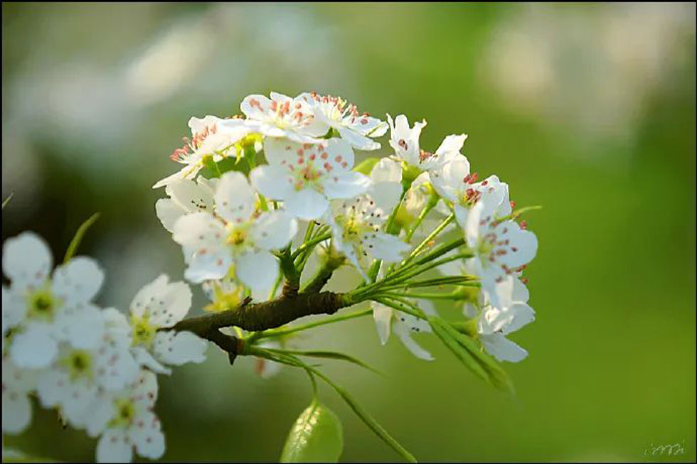 【春天,广西桂林灌阳县向您发出邀请!】我们在灌阳看梨花 - 游山玩水 - 景德镇生活社区 - 景德镇28生活网 jdz.28life.net