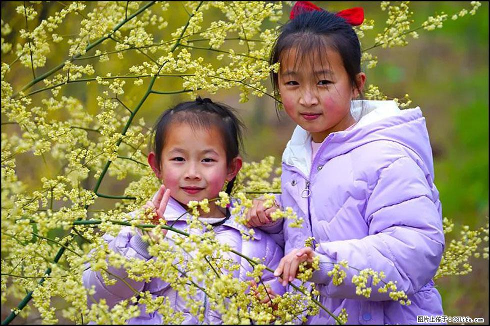 【春天，广西桂林灌阳县向您发出邀请！】米珠山前有片山苍子花在飘香 - 游山玩水 - 景德镇生活社区 - 景德镇28生活网 jdz.28life.net