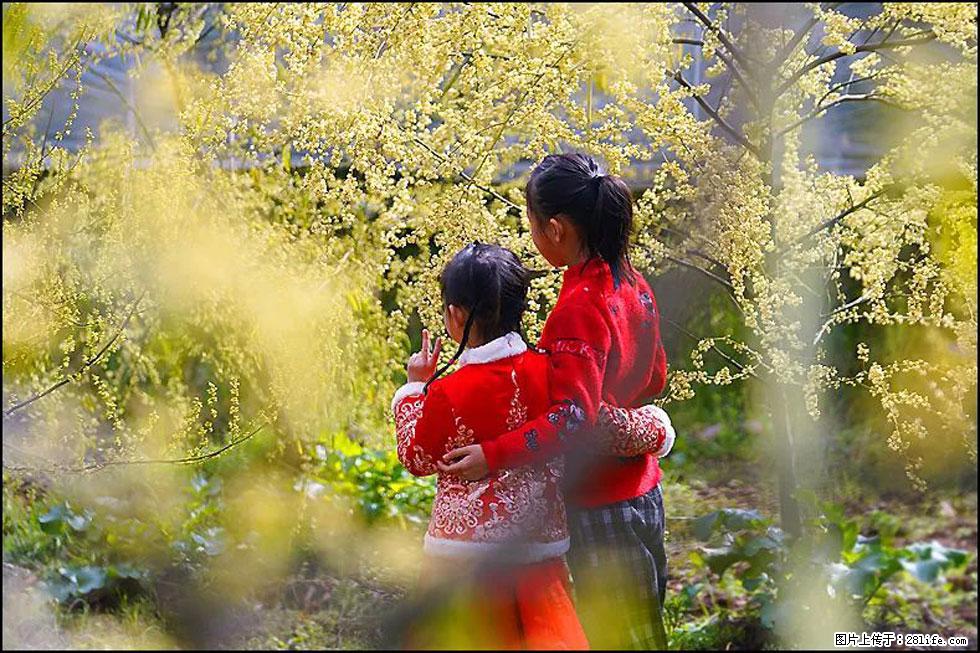 【春天，广西桂林灌阳县向您发出邀请！】米珠山前有片山苍子花在飘香 - 游山玩水 - 景德镇生活社区 - 景德镇28生活网 jdz.28life.net