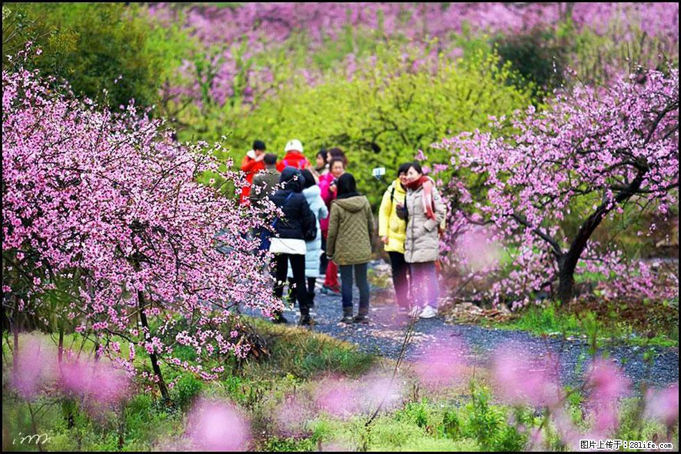 【春天,广西桂林灌阳县向您发出邀请!】官庄村有个醉美的桃花园 - 游山玩水 - 景德镇生活社区 - 景德镇28生活网 jdz.28life.net