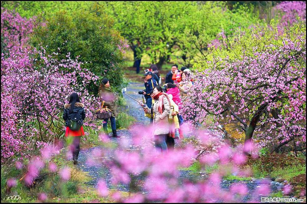 【春天,广西桂林灌阳县向您发出邀请!】官庄村有个醉美的桃花园 - 游山玩水 - 景德镇生活社区 - 景德镇28生活网 jdz.28life.net