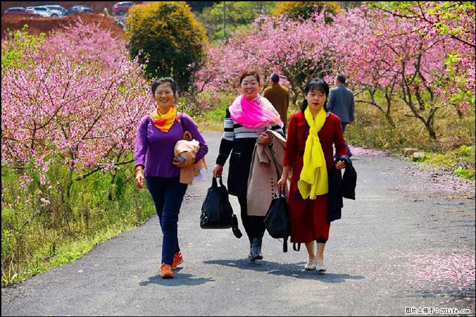 【春天,广西桂林灌阳县向您发出邀请!】官庄村有个醉美的桃花园 - 游山玩水 - 景德镇生活社区 - 景德镇28生活网 jdz.28life.net
