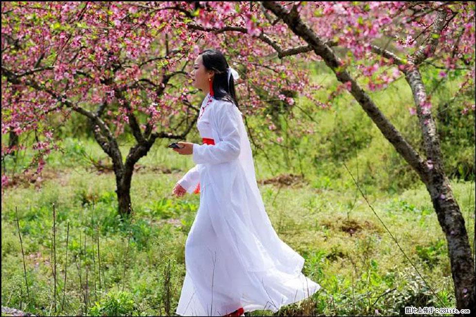 【春天,广西桂林灌阳县向您发出邀请!】官庄村有个醉美的桃花园 - 游山玩水 - 景德镇生活社区 - 景德镇28生活网 jdz.28life.net