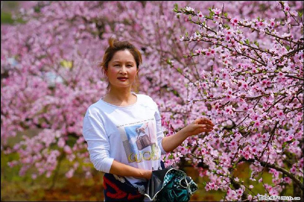 【春天,广西桂林灌阳县向您发出邀请!】官庄村有个醉美的桃花园 - 游山玩水 - 景德镇生活社区 - 景德镇28生活网 jdz.28life.net
