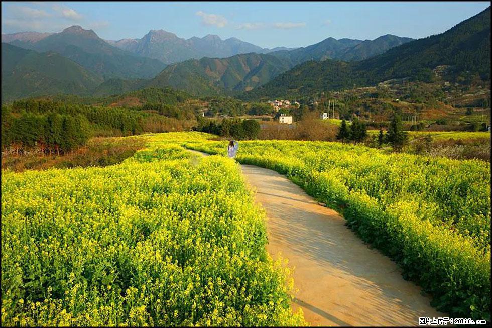 【春天，广西桂林灌阳县向您发出邀请！】长坪村油菜盛情花开 - 游山玩水 - 景德镇生活社区 - 景德镇28生活网 jdz.28life.net