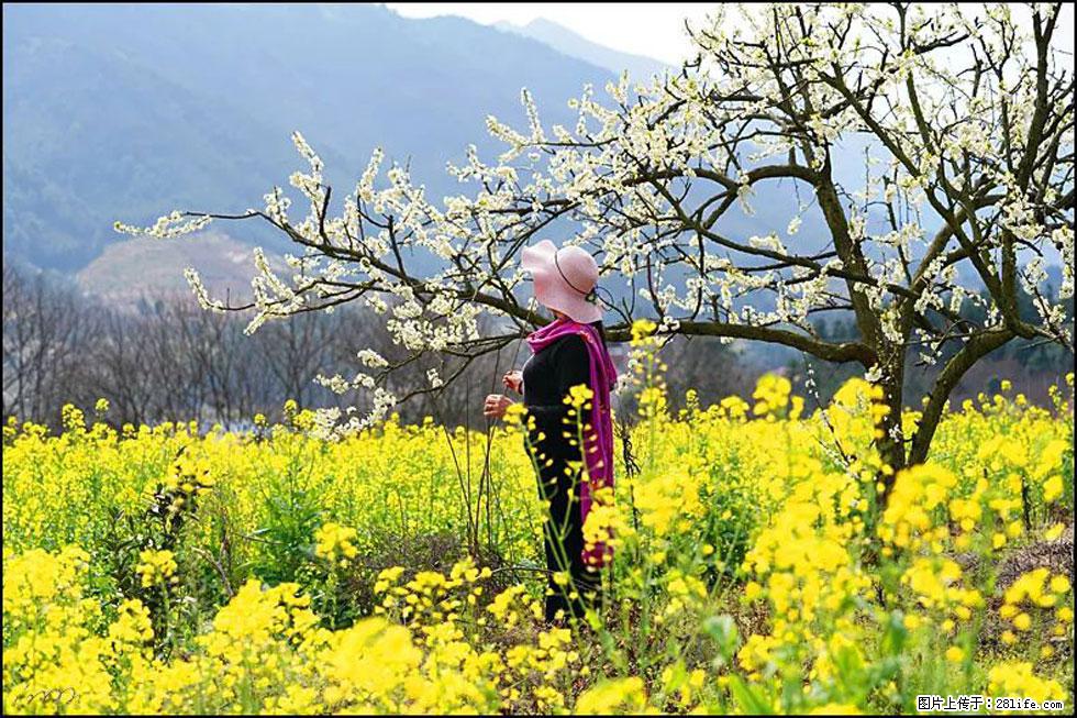 【春天，广西桂林灌阳县向您发出邀请！】长坪村油菜盛情花开 - 游山玩水 - 景德镇生活社区 - 景德镇28生活网 jdz.28life.net