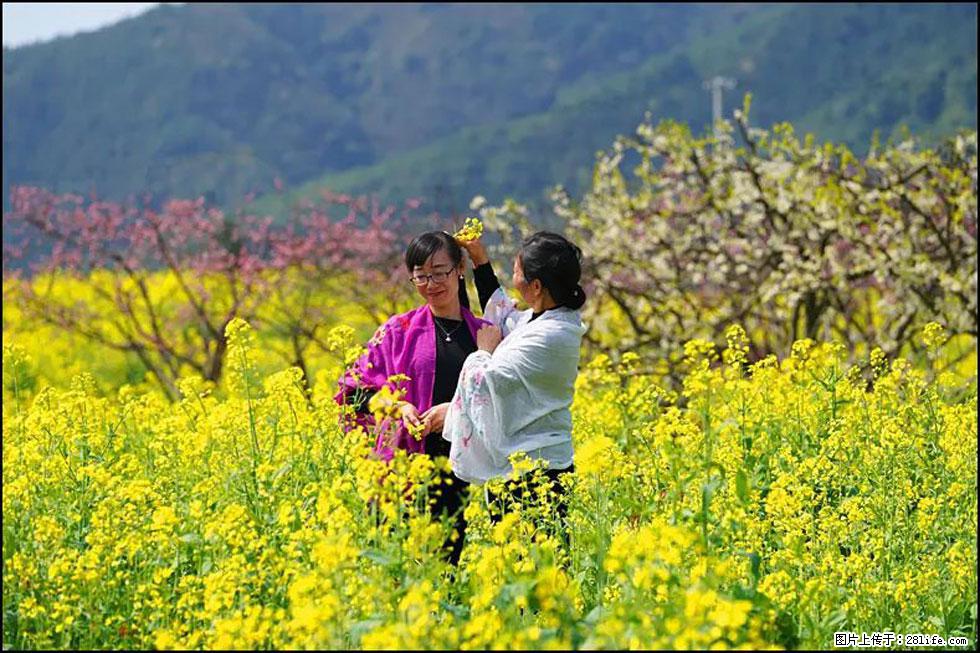 【春天，广西桂林灌阳县向您发出邀请！】长坪村油菜盛情花开 - 游山玩水 - 景德镇生活社区 - 景德镇28生活网 jdz.28life.net