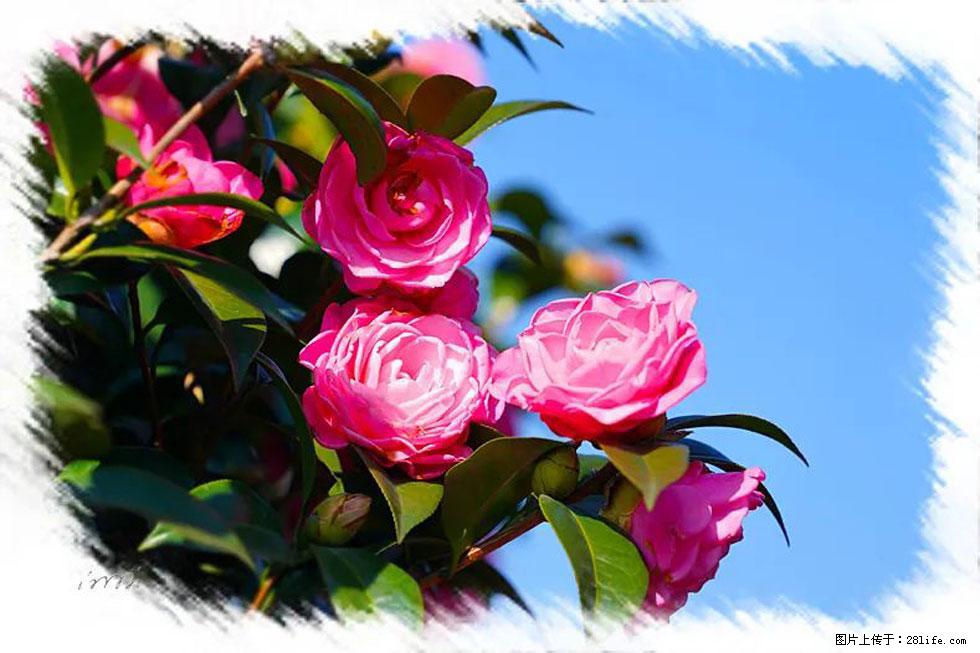 【春天，广西桂林灌阳县向您发出邀请！】杨柳井茶花惹人爱 - 游山玩水 - 景德镇生活社区 - 景德镇28生活网 jdz.28life.net