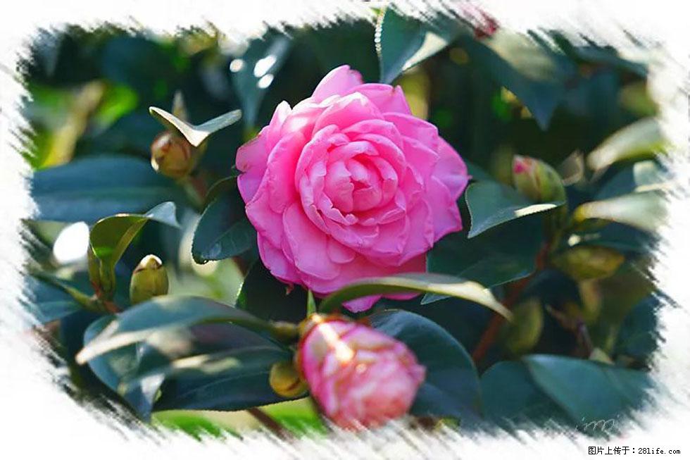 【春天，广西桂林灌阳县向您发出邀请！】杨柳井茶花惹人爱 - 游山玩水 - 景德镇生活社区 - 景德镇28生活网 jdz.28life.net