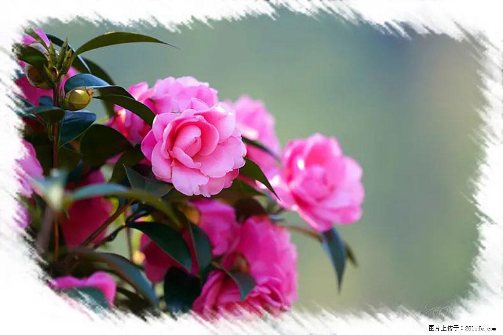 【春天，广西桂林灌阳县向您发出邀请！】杨柳井茶花惹人爱 - 游山玩水 - 景德镇生活社区 - 景德镇28生活网 jdz.28life.net