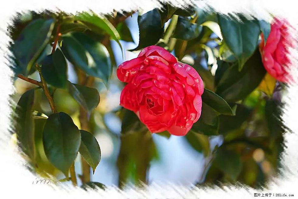 【春天，广西桂林灌阳县向您发出邀请！】杨柳井茶花惹人爱 - 游山玩水 - 景德镇生活社区 - 景德镇28生活网 jdz.28life.net