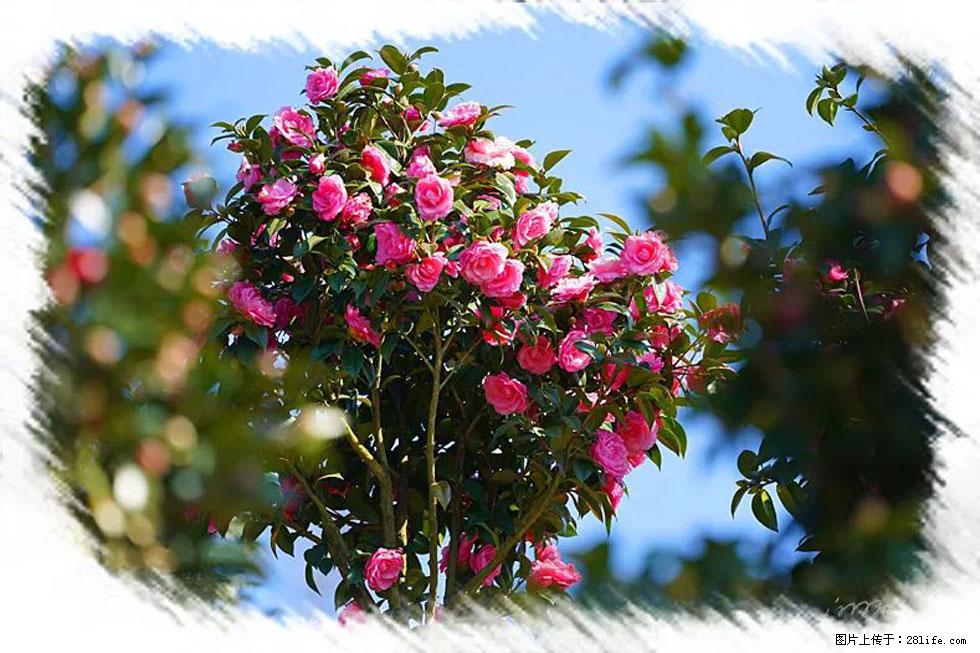 【春天，广西桂林灌阳县向您发出邀请！】杨柳井茶花惹人爱 - 游山玩水 - 景德镇生活社区 - 景德镇28生活网 jdz.28life.net