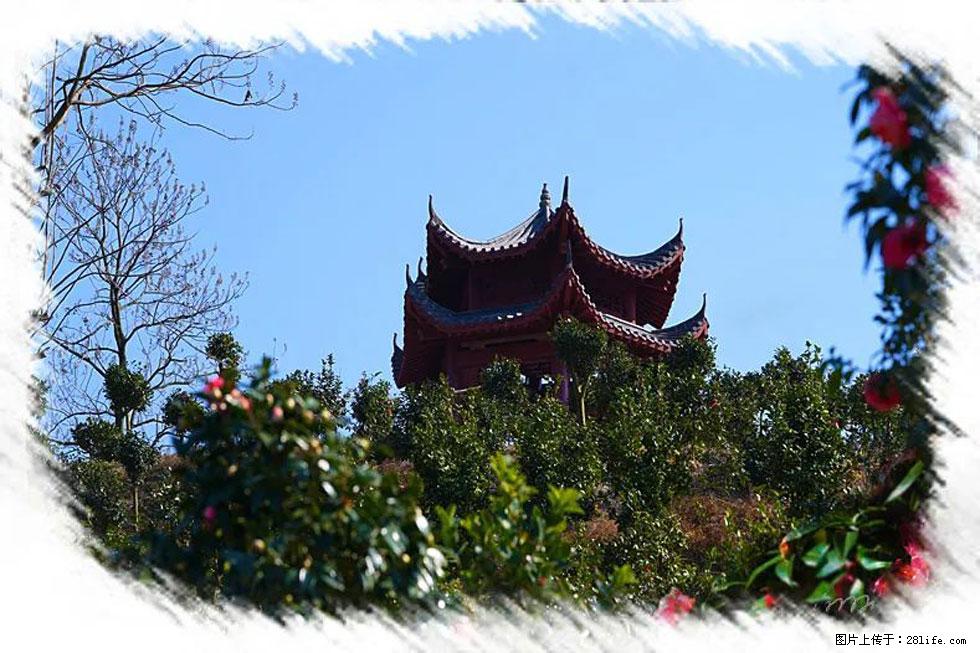 【春天，广西桂林灌阳县向您发出邀请！】杨柳井茶花惹人爱 - 游山玩水 - 景德镇生活社区 - 景德镇28生活网 jdz.28life.net
