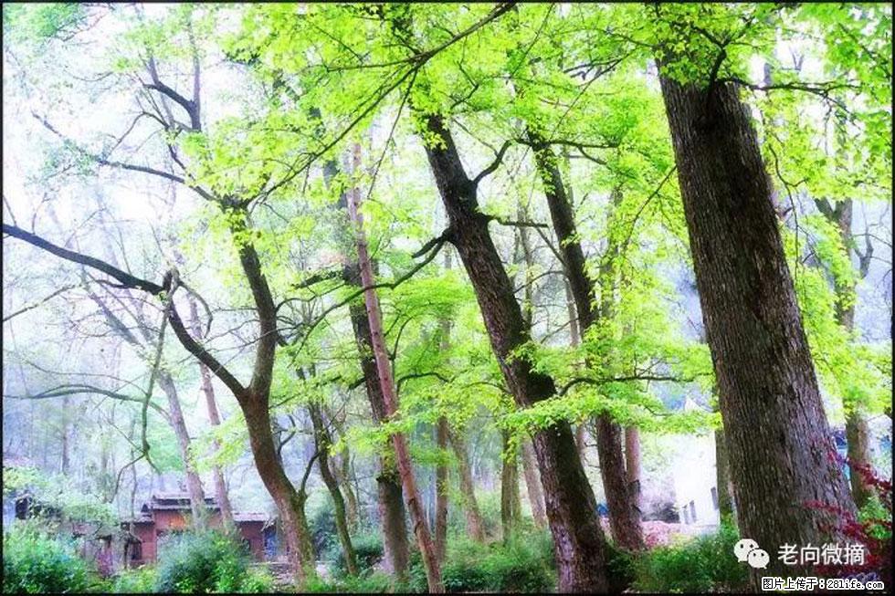 【春天，广西桂林灌阳县向您发出邀请！】在小龙村与春天约会 - 游山玩水 - 景德镇生活社区 - 景德镇28生活网 jdz.28life.net