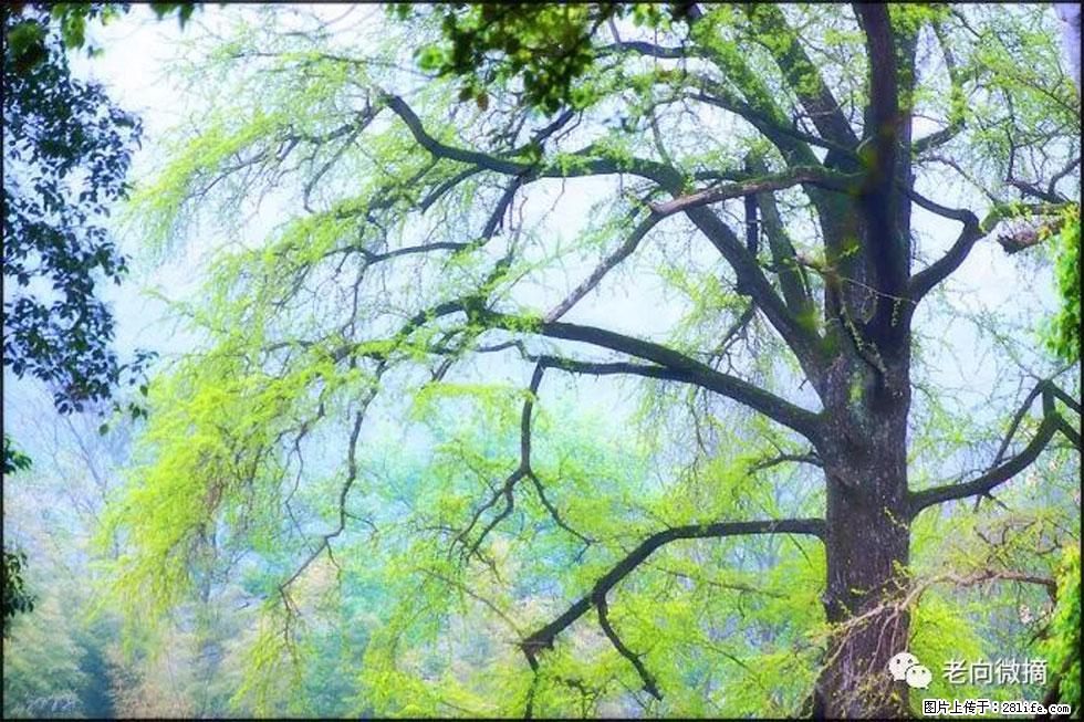 【春天，广西桂林灌阳县向您发出邀请！】在小龙村与春天约会 - 游山玩水 - 景德镇生活社区 - 景德镇28生活网 jdz.28life.net