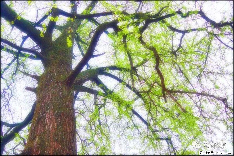 【春天，广西桂林灌阳县向您发出邀请！】在小龙村与春天约会 - 游山玩水 - 景德镇生活社区 - 景德镇28生活网 jdz.28life.net