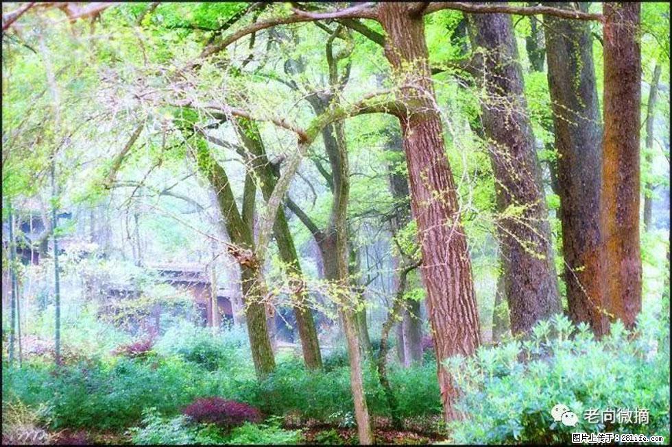 【春天，广西桂林灌阳县向您发出邀请！】在小龙村与春天约会 - 游山玩水 - 景德镇生活社区 - 景德镇28生活网 jdz.28life.net