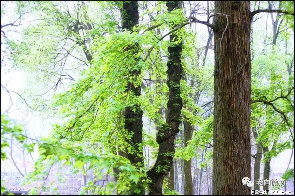 【春天，广西桂林灌阳县向您发出邀请！】在小龙村与春天约会 - 游山玩水 - 景德镇生活社区 - 景德镇28生活网 jdz.28life.net