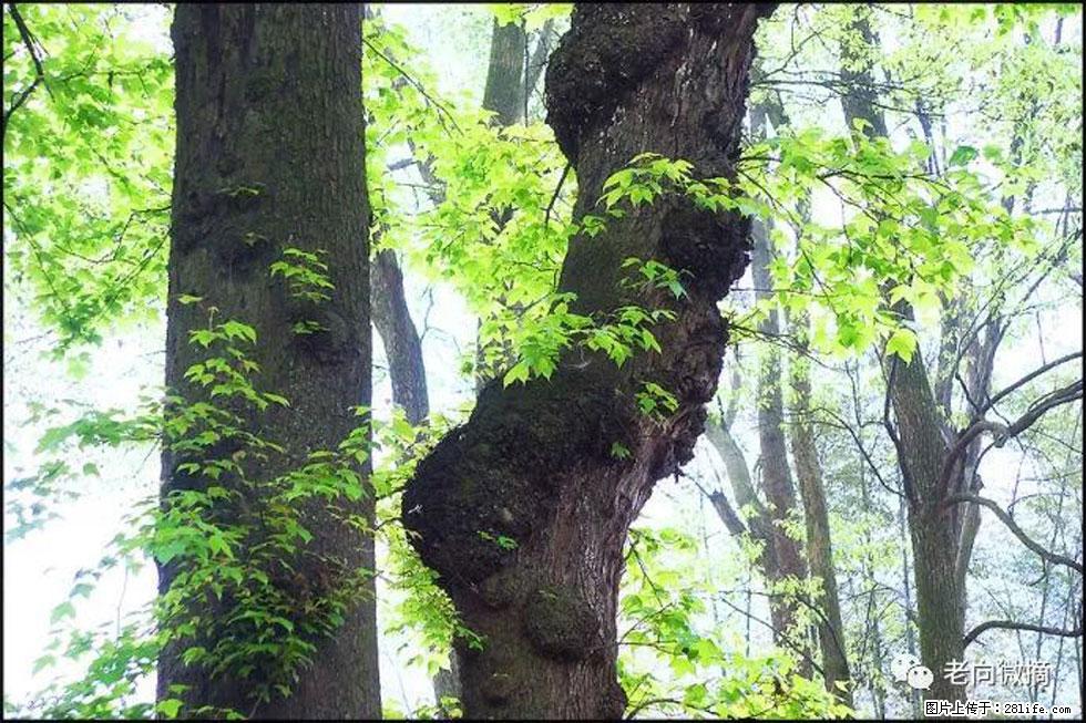 【春天，广西桂林灌阳县向您发出邀请！】在小龙村与春天约会 - 游山玩水 - 景德镇生活社区 - 景德镇28生活网 jdz.28life.net
