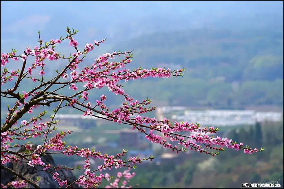 【春天,广西桂林灌阳县向您发出邀请!】望月岭上桃花开 - 游山玩水 - 景德镇生活社区 - 景德镇28生活网 jdz.28life.net