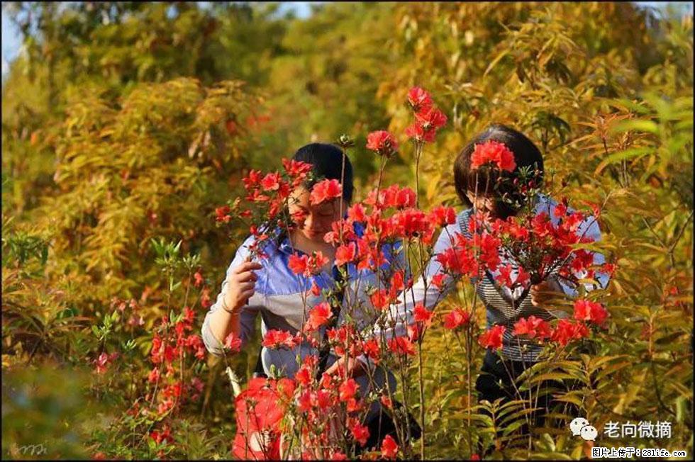 【春天，广西桂林灌阳县向您发出邀请！】登麒麟山，相约映山红 - 游山玩水 - 景德镇生活社区 - 景德镇28生活网 jdz.28life.net