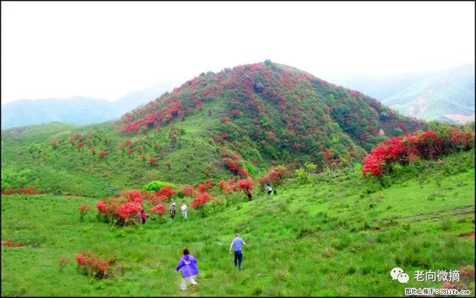 【春天，广西桂林灌阳县向您发出邀请！】宝盖山上映山红 - 游山玩水 - 景德镇生活社区 - 景德镇28生活网 jdz.28life.net