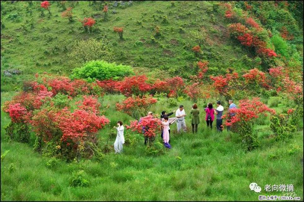【春天，广西桂林灌阳县向您发出邀请！】宝盖山上映山红 - 游山玩水 - 景德镇生活社区 - 景德镇28生活网 jdz.28life.net