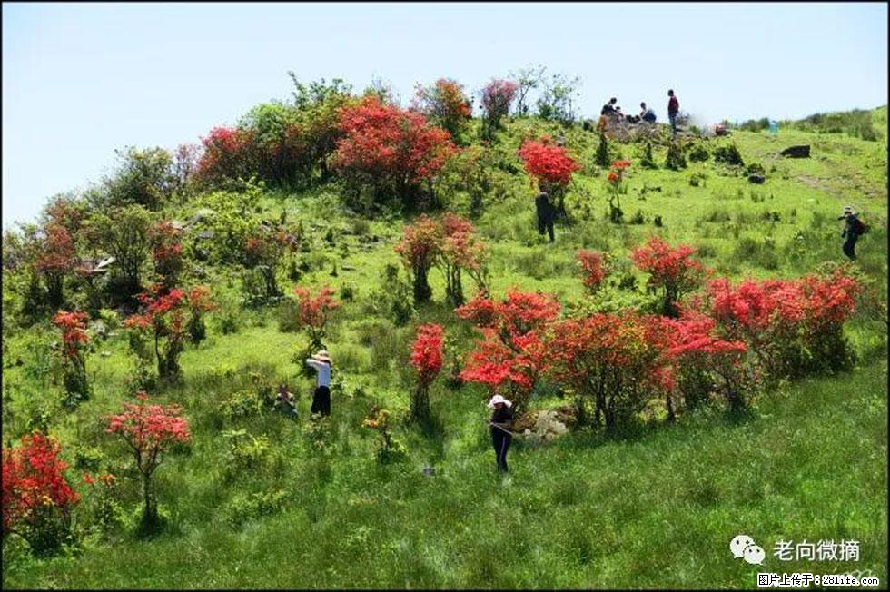 【春天，广西桂林灌阳县向您发出邀请！】宝盖山上映山红 - 游山玩水 - 景德镇生活社区 - 景德镇28生活网 jdz.28life.net