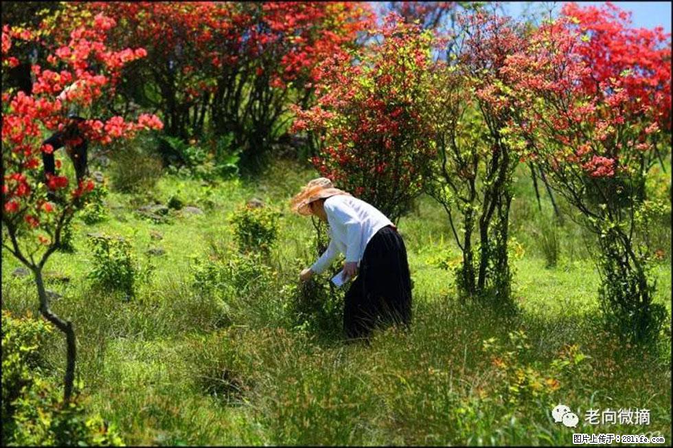 【春天，广西桂林灌阳县向您发出邀请！】宝盖山上映山红 - 游山玩水 - 景德镇生活社区 - 景德镇28生活网 jdz.28life.net