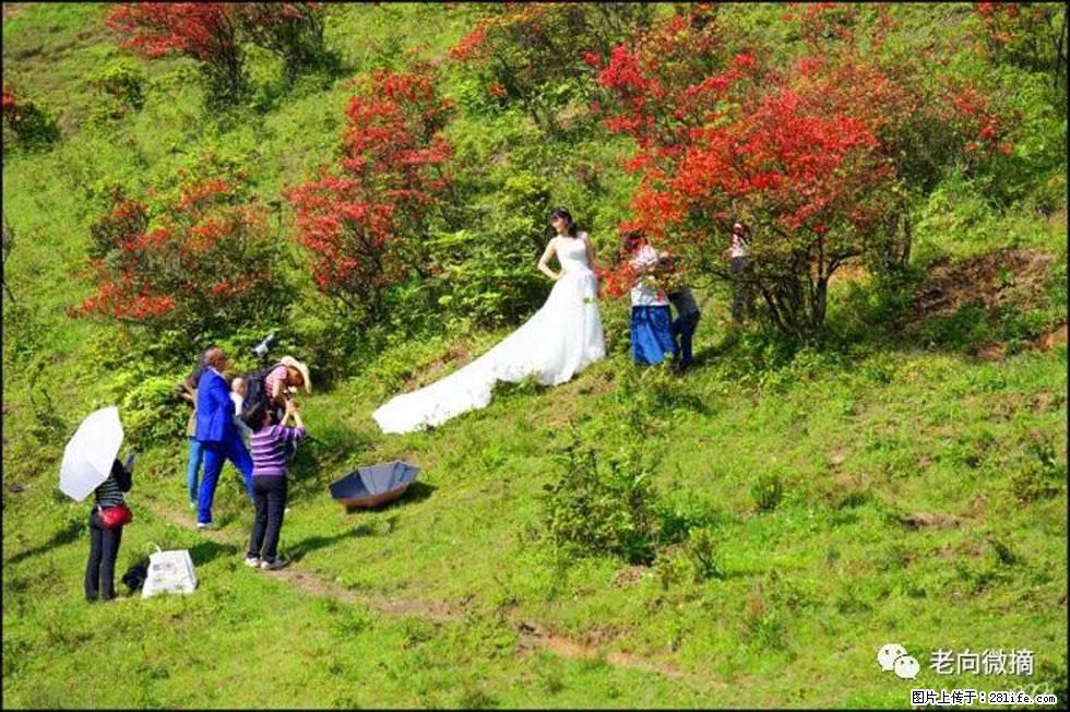 【春天，广西桂林灌阳县向您发出邀请！】宝盖山上映山红 - 游山玩水 - 景德镇生活社区 - 景德镇28生活网 jdz.28life.net