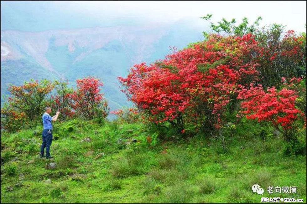 【春天，广西桂林灌阳县向您发出邀请！】宝盖山上映山红 - 游山玩水 - 景德镇生活社区 - 景德镇28生活网 jdz.28life.net