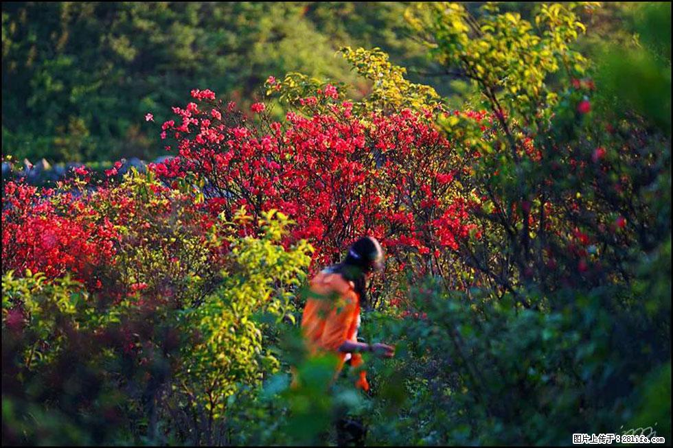 【春天，广西桂林灌阳县向您发出邀请！】春木界上映山红 - 游山玩水 - 景德镇生活社区 - 景德镇28生活网 jdz.28life.net