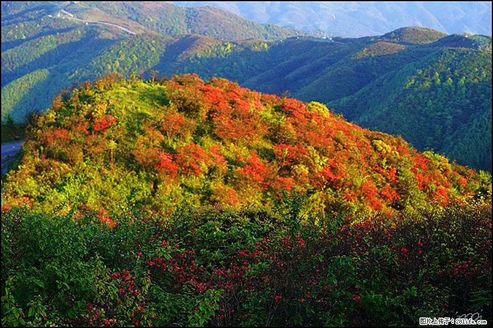 【春天，广西桂林灌阳县向您发出邀请！】春木界上映山红 - 游山玩水 - 景德镇生活社区 - 景德镇28生活网 jdz.28life.net
