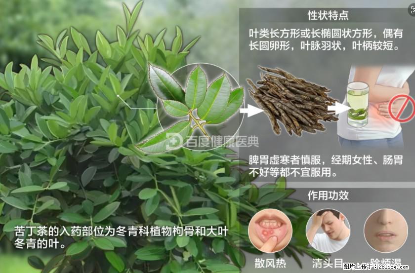 苦丁茶有哪些功效和作用 - 生活百科 - 景德镇生活社区 - 景德镇28生活网 jdz.28life.net