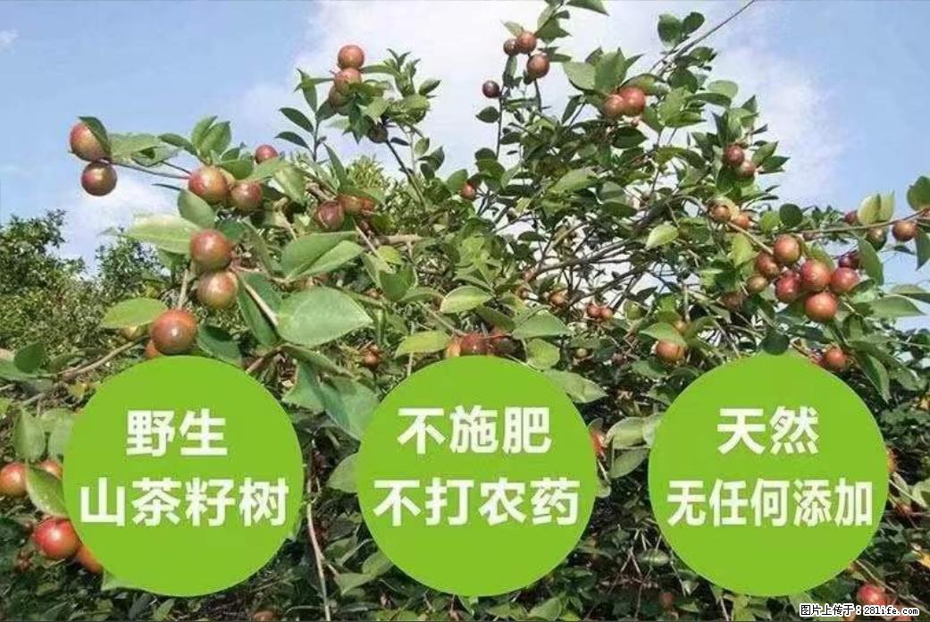 【灌阳县油茶产业示范区】一个有着充实的精神生活的人，对待身外之物自会有一种淡泊的态度 - 美食天地 - 景德镇生活社区 - 景德镇28生活网 jdz.28life.net