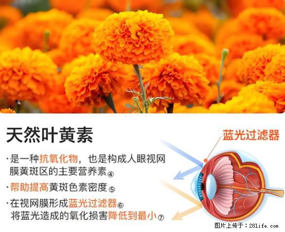 叶黄素有什么功效和作用 - 生活百科 - 景德镇生活社区 - 景德镇28生活网 jdz.28life.net