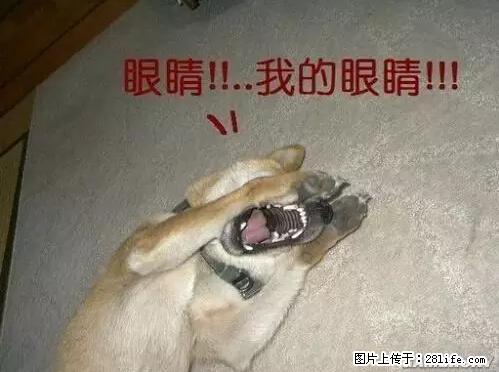笑癫了！一女的怀孕三年未生，他终于忍不住了... - 娱乐八卦 - 景德镇生活社区 - 景德镇28生活网 jdz.28life.net