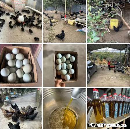 油茶园从小鸡仔开始养起的纯土鸡、土鸡蛋可以预定啦！还有前几天刚榨的纯山茶油哦 - 土特产 - 饮食特产 - 景德镇分类信息 - 景德镇28生活网 jdz.28life.net