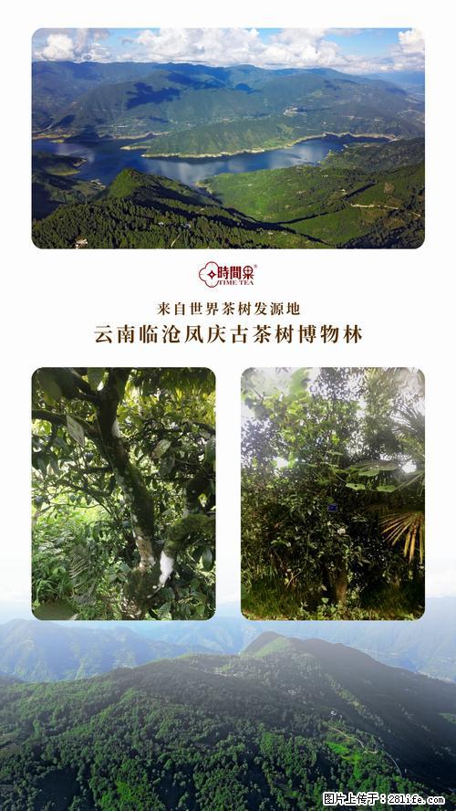 时间果百年古树2025年春红茶 - 购物交流 - 景德镇生活社区 - 景德镇28生活网 jdz.28life.net