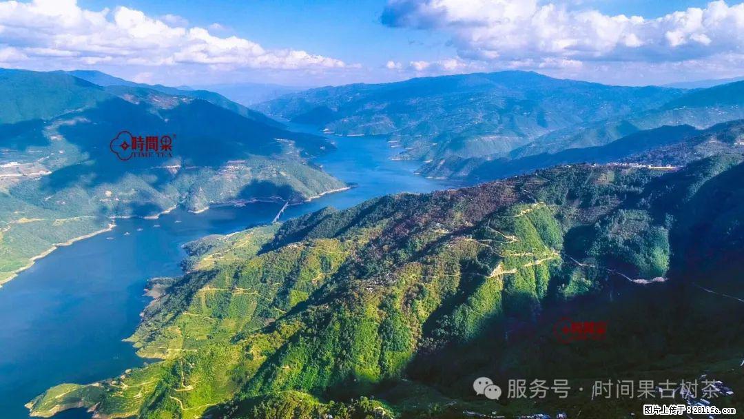 时间果百年古树龙珠普洱生茶 - 购物交流 - 景德镇生活社区 - 景德镇28生活网 jdz.28life.net