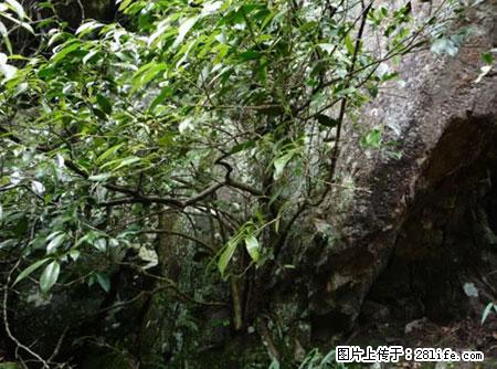 平乐石崖茶，珍贵仅次于金花茶 - 景德镇生活资讯 - 景德镇28生活网 jdz.28life.net