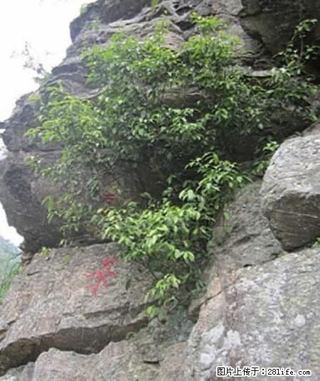 平乐石崖茶，珍贵仅次于金花茶 - 景德镇生活资讯 - 景德镇28生活网 jdz.28life.net