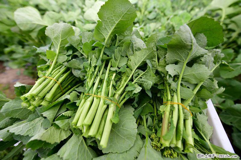 这些蔬菜是“天然钙片”，这6种被医生重点推荐 - 景德镇生活资讯 - 景德镇28生活网 jdz.28life.net